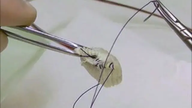 Célula al momento de ser envuelta