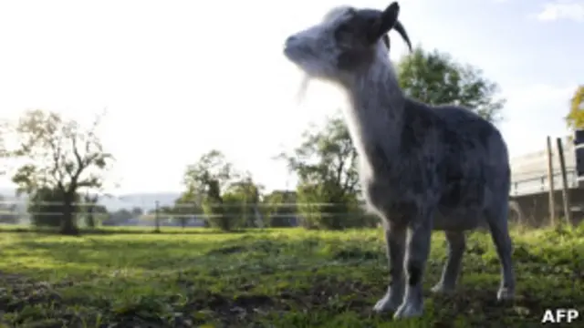 10-летний козел Лохматый, символ Швейцарской народной партии