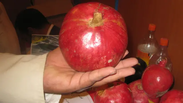 په پام کې ده چې د الله تعالی د نعمتونو د شکرانې جشن او ورسره د کرنیزو محصولاتو لوی نندارتون هرکال د مني فصل پرمهال په هرات کې جوړ شي.