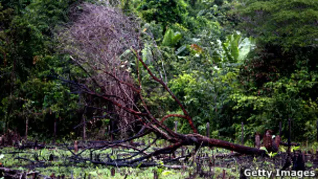 Según Wilson, debemos volcar nuestra atención a las partes vivas de los ecosistemas.
