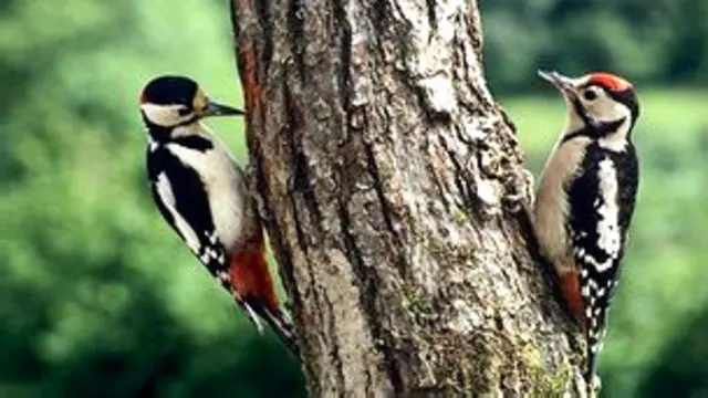 Pájaros carpinteros