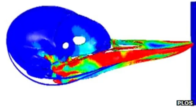 Cráneo de pájaro carpintero 
