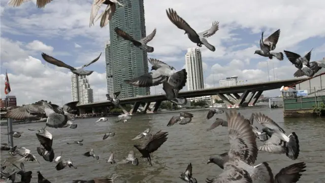 نهر تشاو برايا