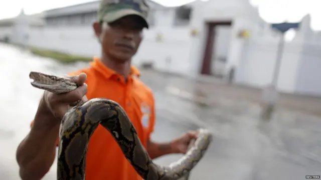ثعبان جرفته المياه في بانكوك