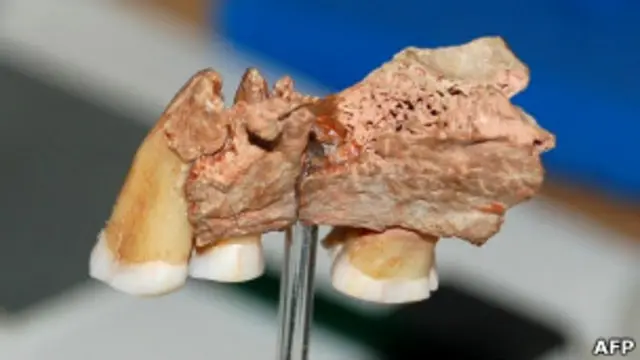 Фрагмент челюсти самого древнего современного человека
