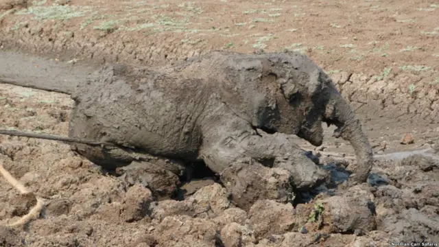 Фото: Abraham Banda / Norman Carr Safaris