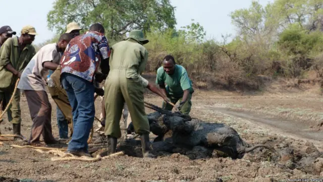 Фото: Abraham Banda / Norman Carr Safaris