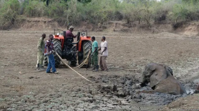 Фото: Abraham Banda / Norman Carr Safaris