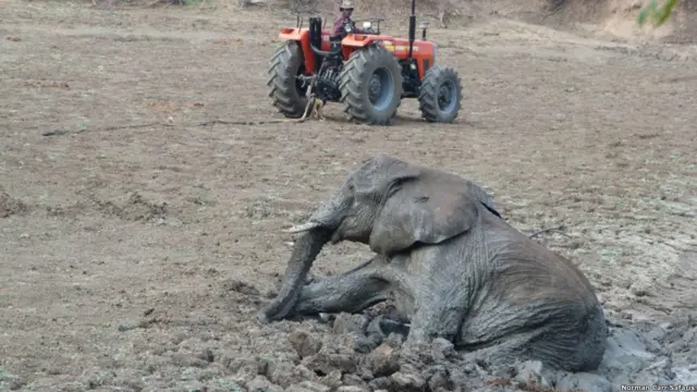 Фото: Abraham Banda / Norman Carr Safaris