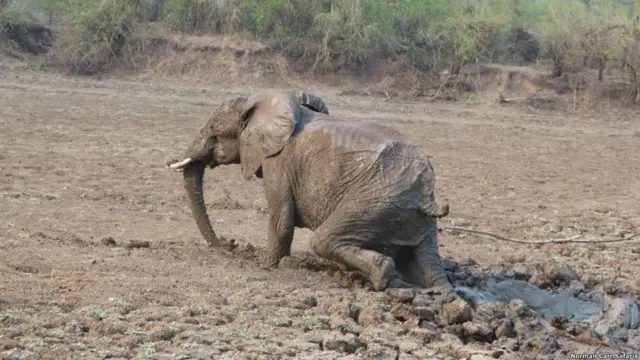 Фото: Abraham Banda / Norman Carr Safaris