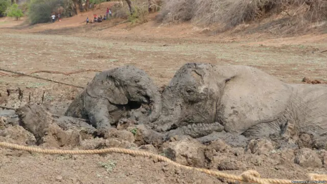 Фото: Abraham Banda / Norman Carr Safaris
