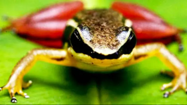 Anfibio foto ProAves Colombia