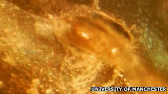 Imagen de un fósil captada con un microscopio