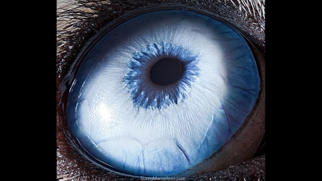 Fotógrafo registra close-ups de olhos de animais - BBC News Brasil