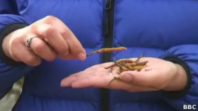 شمالی بھارت میں اس پھپھوند کو ’کیڑا جڑی‘ کہا جاتا ہے