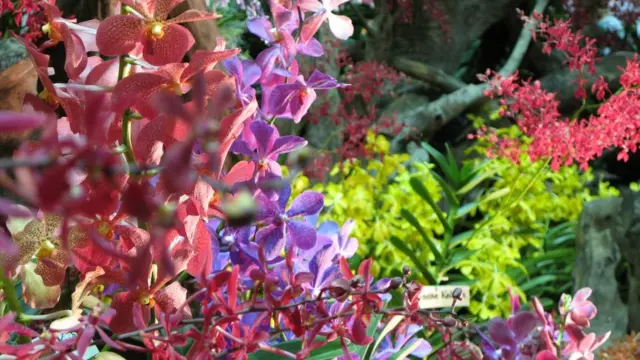 新加坡第20屆世界蘭花大會上展示的花卉（18/11/2011）