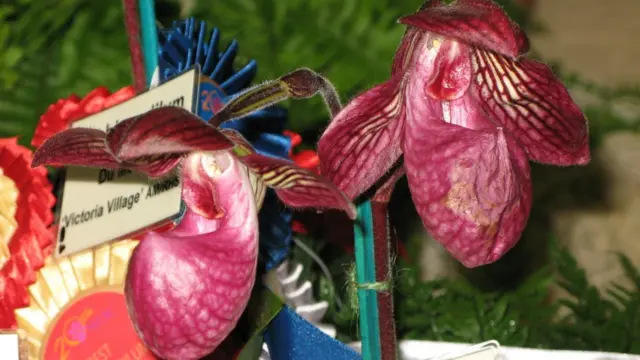 新加坡第20屆世界蘭花大會上展出的英屬澤西島混種兜蘭（18/11/2011）