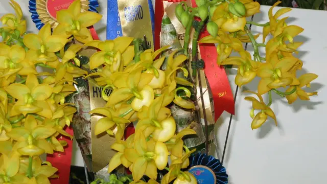 新加坡第20屆世界蘭花大會上展出的台灣黃金天鵝蘭（18/11/2011）