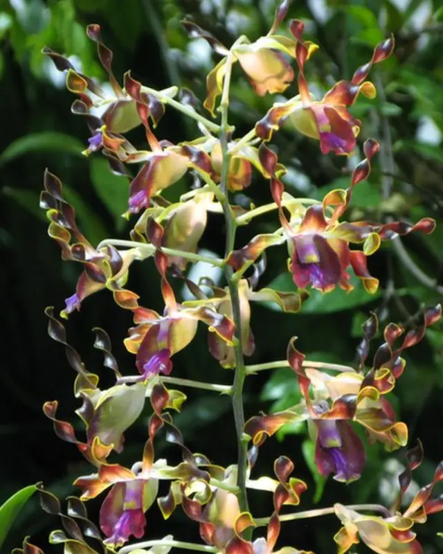 新加坡第20屆世界蘭花大會上展出的梁清順蘭園Dendrobium Iasianthera（18/11/2011）