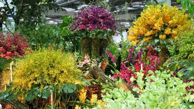 新加坡第20屆世界蘭花大會上展出的花卉擺設（18/11/2011）