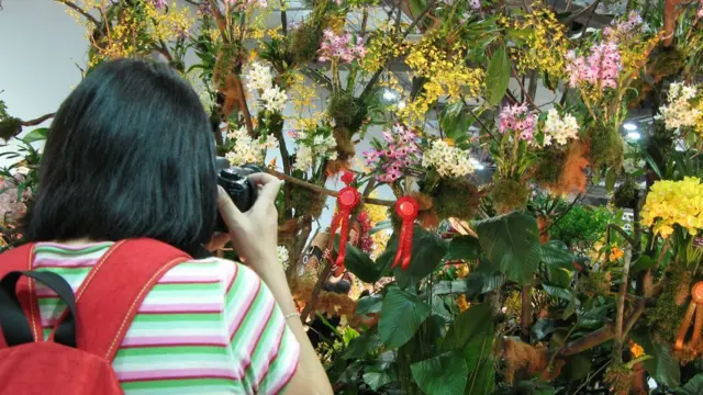 新加坡第20屆世界蘭花大會上展出的花卉擺設（18/11/2011）