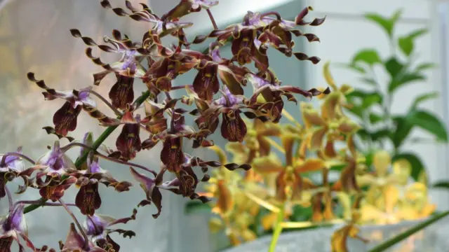 新加坡第20屆世界蘭花大會上展出的撒切爾石斛蘭（18/11/2011）