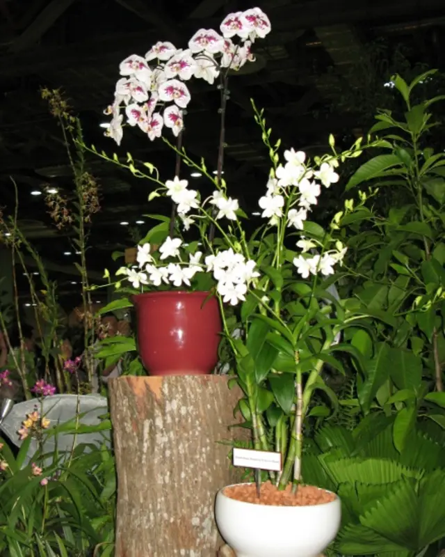 新加坡第20屆世界蘭花大會上展出的艾爾頓·約翰爵士石斛蘭（左）與戴安娜王妃紀念石斛蘭（18/11/2011）