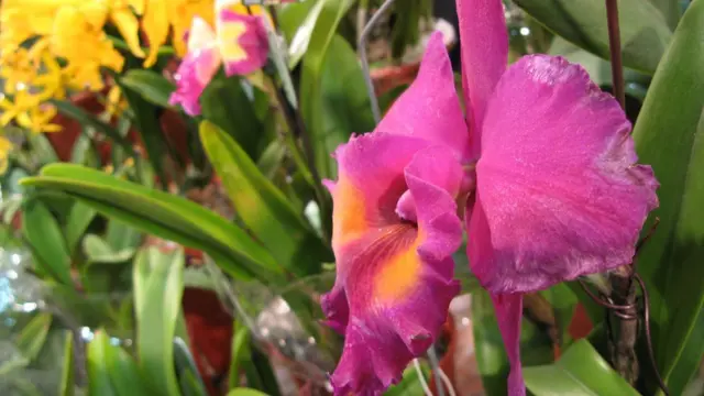 新加坡第20屆世界蘭花大會上陳列待售的加德利亞蘭（18/11/2011）