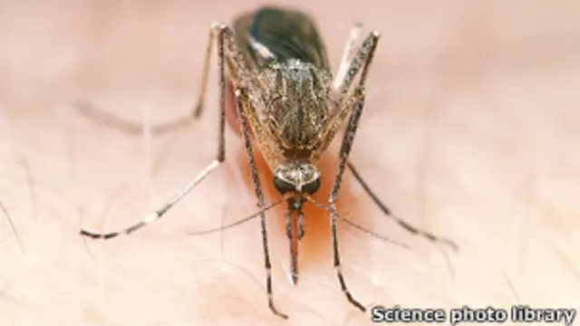 டெங்கு நோயை பரப்பும் நுளம்பு