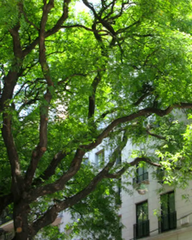 árboles