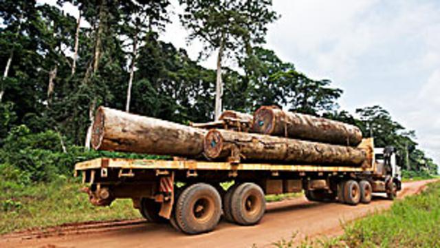 Tala de árboles en RDCongo Foto TONY CAMACHO SCIENCE PHOTO LIBRARY