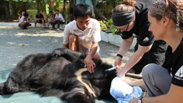 Gấu nuôi ở Việt Nam