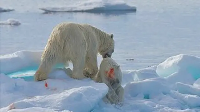 ध्रुवीय भालू