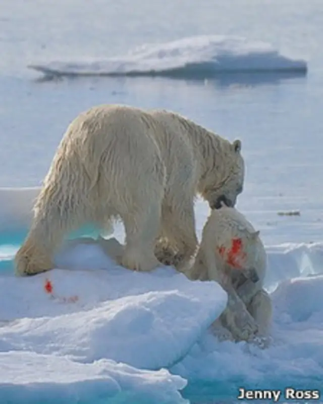Охотятся ли белые медведи. Белый медведь Ursus maritimus. Каннибализм у белых медведей. Арктика медведи. Белые медведи в Арктике