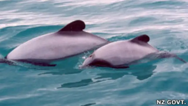 हेक्टर्स डॉल्फिन (न्यूज़ीलैंड सरकार की वेबसाइट से साभार)