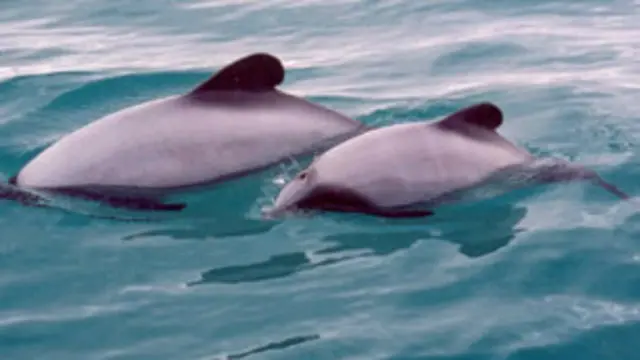 पानी में तैरते डॉल्फिन