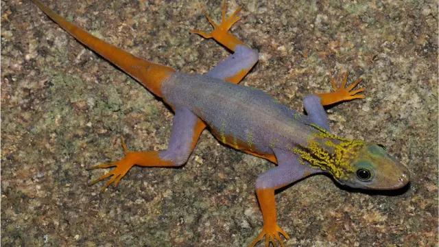 Tokek di Sungai Mekong