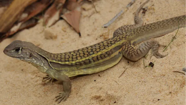Kadal di Sungai Mekong