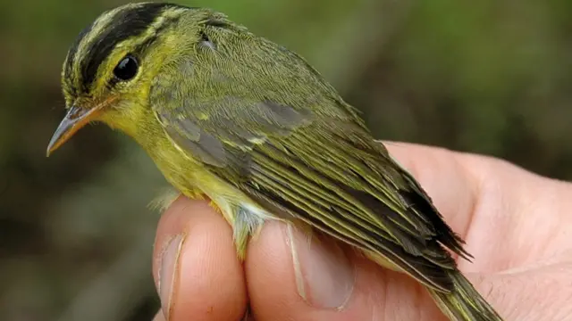 Burung di Sungai Mekong