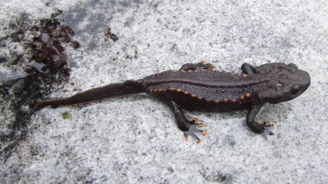 Kadal air di Sungai Mekong