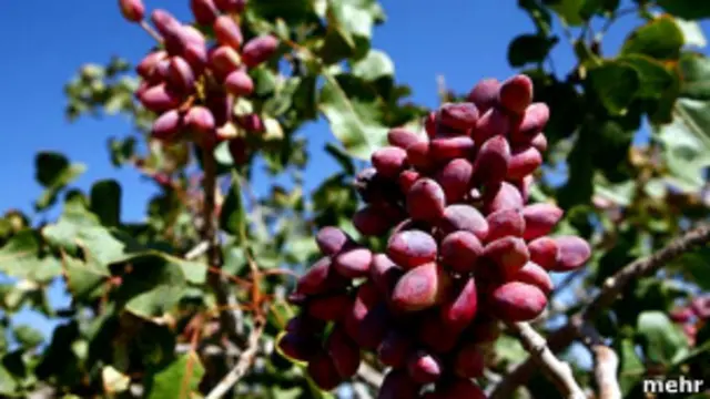 شمال لوېديځ بادغیس د پستو ونو لرونکې یو ښکلی طبیعت لرونکی ولایت دی.