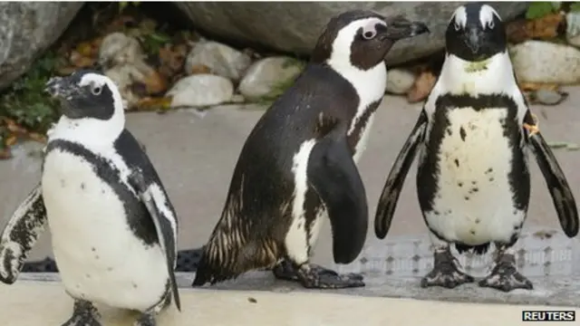 Buddy (tengah) memperhatikan Pedro (kanan) yang tengah menggoda seekor betina (kiri).