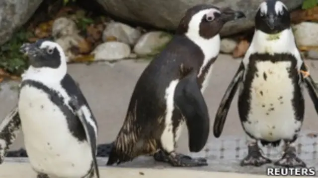 пингвины в зоопарке Торонто