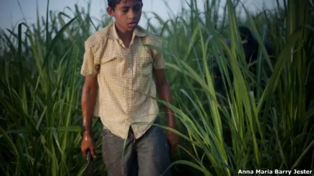 Niño en campo azucarero