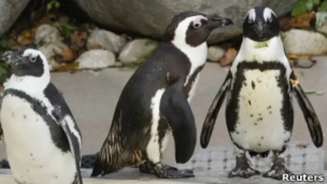 Pingüinos 'gays' del zoológico de Toronto