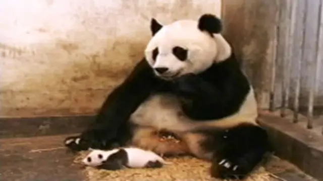 ویدئوی مشهور «عطسه پاندا» نمونه‌ای از ویدئوهایی است که حواس دانش‌آموزان را از ویدئهای آموزشی پرت می‌کند