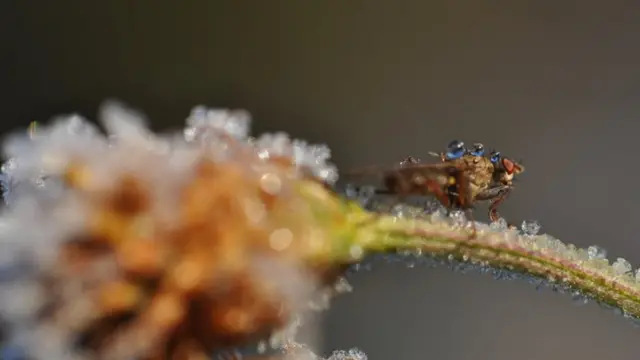 ننّھے حشرات کے لیے سرد موسم میں نکلی ہوئی دُھوپ بھی غنیمت ہے۔ 