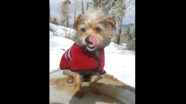 صرف انسان ہی نہیں جانوروں کو بھی سردی سے بچنے کے لیے گرم کپڑوں کی ضرورت ہے۔