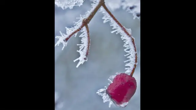 نقطہء انجماد پر درختوں پر لگے پھل شاخوں پر ہی جم گئے۔