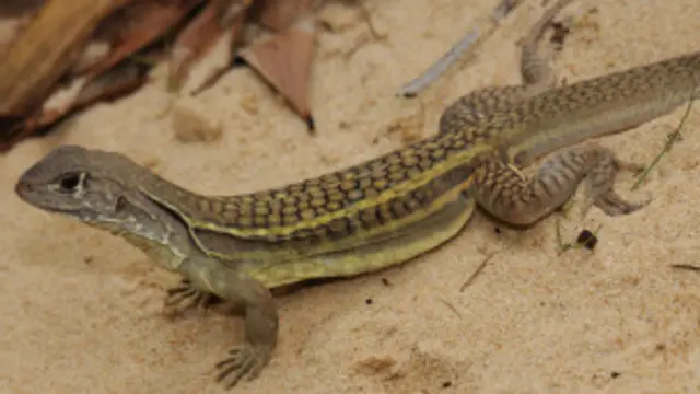 د کربوړو نیول او ښکار کول لومړي د افغانستان په فاریاب او هرات ولایتونو کې پیل شول چې دا دي اوس یې لړۍ غزني ، زابل، لوګر او بامیان ولایتونو ته ورسېده.